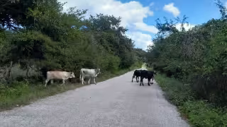Ganaderos descuidan cercos y vacas invaden carretera