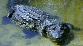 Cocodrilo ataca a un hombre que se bañaba en la Laguna de las Ilusiones en Villahermosa: VIDEO