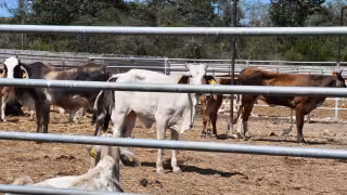 Campeche refuerza vigilancia sanitaria contra el gusano barrenador con apoyo internacional