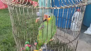 Robo insólito en Escárcega: Se llevan una lora e ignoran objetos de valor