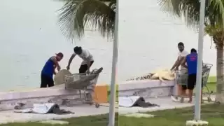 Se trata de una tortuga lora, especie en peligro de extinción protegida por la ley.