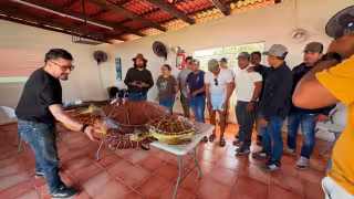 Llaman a proteger nidos de tortugas marinas en playas de Yucatán