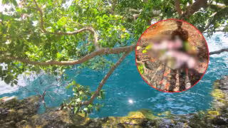 Dos crías de becerro aparecieron en las aguas del Cenote Negro de Bacalar.