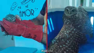 Fauna silvestre en riesgo: tecolote bajo observación veterinaria