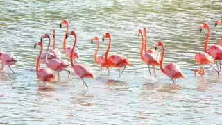 Después de mucho tiempo se reportó el arribo de parvadas de flamencos a El Cuyo