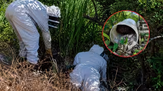 Voluntarios y Protección Civil atienden amenaza de abejas en zonas de Seybaplaya