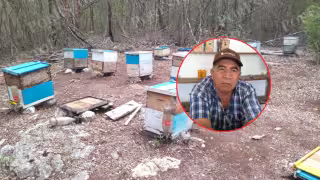 Más de 40 colmenas de abejas murieron presuntamente por envenenamiento.