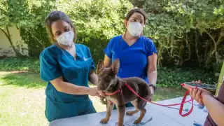 Animales de apoyo emocional, un avance hacia la inclusión en Chetumal