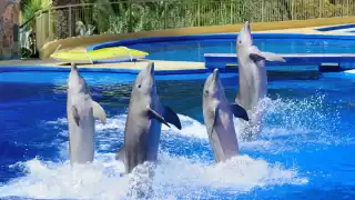 El Senado aprobó la Ley Mincho, que prohíbe espectáculos con delfines y limita su reproducción y cautiverio.