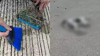 Es la segunda ocasión que se registra un envenenamiento masivo de animales en la zona durante las últimas semanas