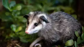 Gracias al tlacuache, hoy hay antídotos contra serpientes en Campeche