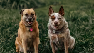 Joven que mató a 100 perros durante una transmisión en vivo ya fue detenido