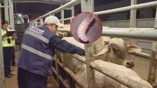 El gusano barrenador del ganado ha resurgido en Campeche y los casos han aumentado drásticamente en pocos meses.


