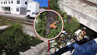 Ccocodrilo sale en canal contaminado junto a zona urbana