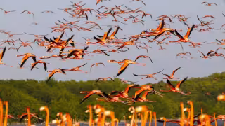 La especie se encuentra clasificada como Amenazada (A) en México