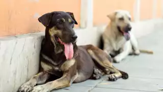 Veterinarios y activistas alertan sobre el riesgo de golpes de calor en mascotas.Veterinarios y activistas alertan sobre el riesgo de golpes de calor en mascotas.