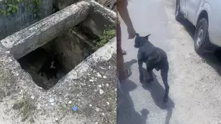 Vecinos rescataron a un lomito que cayó a un drenaje sin tapa en Escárcega.