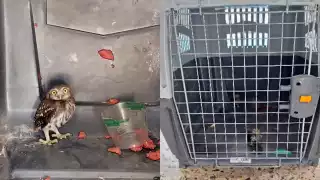 Profepa rescata dos tecolotes en Campeche; la ola de calor afecta a la fauna