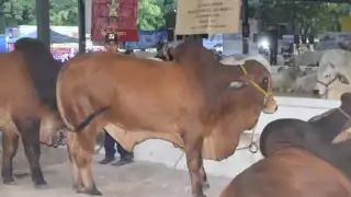 A su llegada a Xmatkuil, cada animal vuelve a ser evaluado clínicamente y solo se autoriza su ingreso tras confirmar que se encuentran en perfecto estado de salud