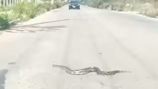 Enorme Boa sorprende a los habitantes de Mérida al cruzar la calle
