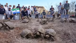 Una herramienta combina datos satelitales con observaciones de campo para devolver a las tortugas a su hogar