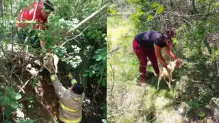 Utilizando técnicas especializadas, los bomberos lograron sacar al perro de manera segura.