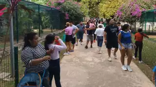 Varios animales han fallecido por extrañas circunstancias en el zoológico de Tizimín