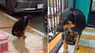 Trabajadoras de una panadería rescataron a un perrito expuesto a la fuerte lluvia en Campeche