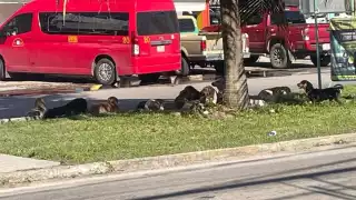 Jauría de al menos 10 perros ronda el mercado nuevo de Chetumal