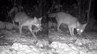 El zorro gris se alimenta tanto de fuentes vegetales como animales