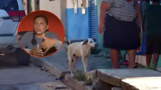 Un perro en Chiná presenta lesiones graves por infestación de gusano barrenador y permanece libre en el poblado.
