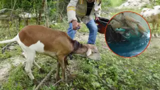 Un borrego con gusano barrenador fue detectada en Nuevo San Antonio Ebula, Campeche.