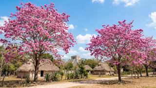 Los árboles de maculis crean hermoso paisajes en Yucatán