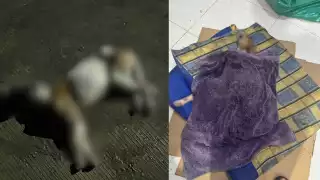 Rescatista denuncia abandono animal en Ciudad del Carmen; perrito no resistió