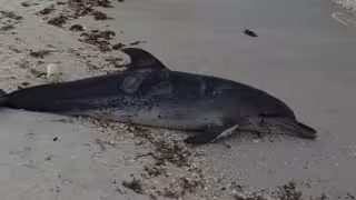 Se desconoce la causa de muerte del delfín hallado en Progreso