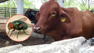 El gusano barrenador del ganado supera ya los mil casos en 89 municipios de Yucatán.