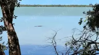 Habitantes de Sabancuy, Carmen, reportan presencia de lagartos en el estero.