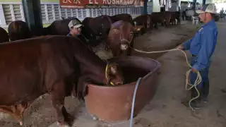 A pesar de la reducción en los nuevos casos de gusano barrenador, México aún enfrenta desafíos