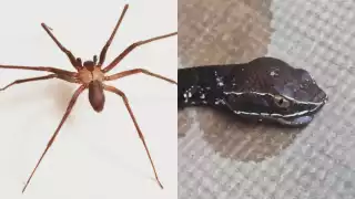 Hay especies de insectos y reptiles que son venenosos