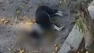 De acuerdo con reportes vecinales, de los tres canes afectados, dos perdieron la vida, mientras que otro permanece delicado