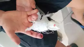 Policía Municipal traslada a un niño al hospital tras estallarle en la mano un producto de pólvora