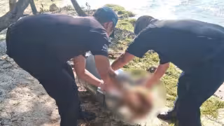 Causa alarma el descubrimiento de 10 animales decapitados entre Chabihau y Santa Clara