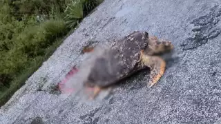 La tortuga estaba destrozada en carretera