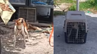Perrito es rescatado tras vivir amarrado en condiciones de maltrato en Ciudad del Carmen