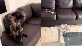 Perrito rompió el álbum del Mundial y se hizo viral en redes sociales: VIDEO
