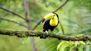 Una familia de tucanes fue vista en un árbol de Pich en la aguadita de Cantemó, zona urbana de Champotón.