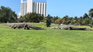 La presencia de cocodrilos es común en zonas urbanas de Cancún