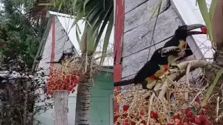 Una usuaria de Xpujil captó a dos tucanes collarejos comiendo frutos rojos en su patio.