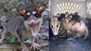 Aumentan los atropellamientos y ataques de perros contra tlacuaches en Puerto Morelos.