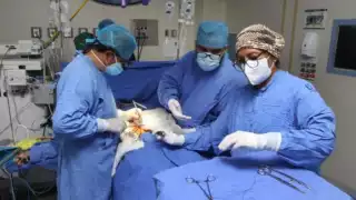 Yucatán tendrá un trasplante de corazón tras su donación